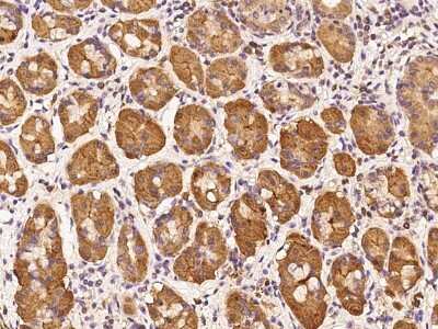 Immunohistochemistry-Paraffin: SEL1L3 Antibody [NBP2-97792] - Immunochemical staining of human SEL1L3 in human stomach with rabbit polyclonal antibody at 1:100 dilution, formalin-fixed paraffin embedded sections.