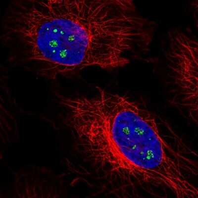 Immunocytochemistry/Immunofluorescence: SELENBP1 Antibody [NBP1-83196] - Immunofluorescent staining of human cell line HeLa shows localization to nucleoli fibrillar center.