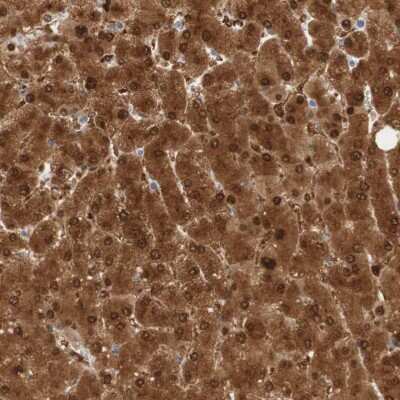 Immunohistochemistry-Paraffin: SELENBP1 Antibody [NBP1-83196] - Staining of human liver shows high expression.