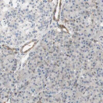 Immunohistochemistry-Paraffin: SELENBP1 Antibody [NBP1-83196] - Staining of human pancreas shows low expression as expected.