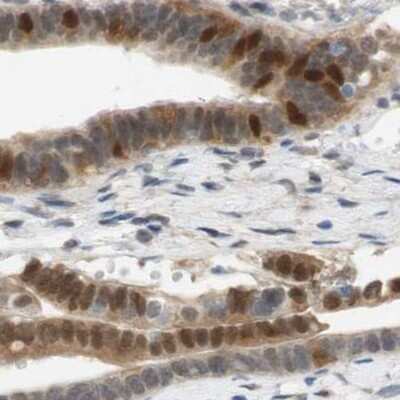 Immunohistochemistry-Paraffin: SELENBP1 Antibody [NBP1-83196] - Staining of human fallopian tube.