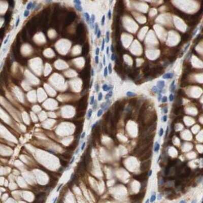 Immunohistochemistry-Paraffin: SELENBP1 Antibody [NBP1-83196] - Staining of human colon.