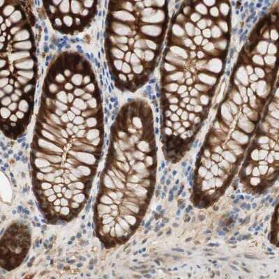 Immunohistochemistry-Paraffin: SELENBP1 Antibody [NBP1-83196] - Staining of human colon shows strong cytoplasmic positivity in glandular cells.