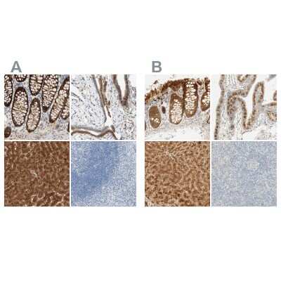 <b>Independent Antibodies Validation. </b>Immunohistochemistry-Paraffin: SELENBP1 Antibody [NBP1-83196] - Staining of human colon, fallopian tube, liver and tonsil using Anti-SELENBP1 antibody NBP1-83196 (A) shows similar protein distribution across tissues to independent antibody NBP1-83197 (B).