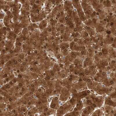 Immunohistochemistry-Paraffin: SELENBP1 Antibody [NBP1-83196] - Staining of human liver shows strong cytoplasmic and nuclear positivity in hepatocytes.