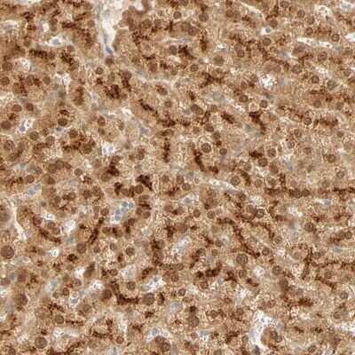 Immunohistochemistry-Paraffin: SELENBP1 Antibody [NBP1-83197] - Staining of human liver shows high expression.