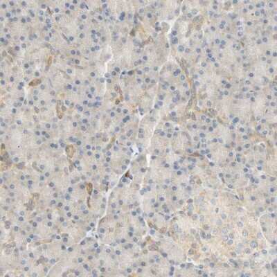 Immunohistochemistry-Paraffin: SELENBP1 Antibody [NBP1-83197] - Staining of human pancreas shows low expression as expected.