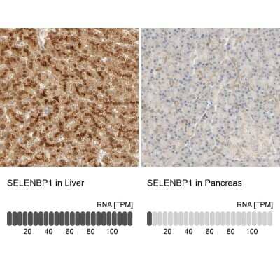 <b>Orthogonal Strategies Validation. </b>Immunohistochemistry-Paraffin: SELENBP1 Antibody [NBP1-83197] - Staining in human liver and pancreas tissues using anti-SELENBP1 antibody. Corresponding SELENBP1 RNA-seq data are presented for the same tissues.