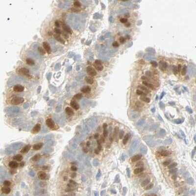 Immunohistochemistry-Paraffin: SELENBP1 Antibody [NBP1-83197] - Staining of human fallopian tube.