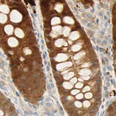 Immunohistochemistry-Paraffin: SELENBP1 Antibody [NBP1-83197] - Staining of human colon.