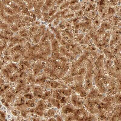 Immunohistochemistry-Paraffin: SELENBP1 Antibody [NBP1-83197] - Staining of human liver shows strong cytoplasmic and nuclear positivity in hepatocytes.