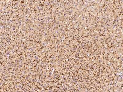 Immunohistochemistry-Paraffin: SELENBP1 Antibody [NBP2-97662] - Immunochemical staining of human SELENBP1 in human liver with rabbit polyclonal antibody at 1:100 dilution, formalin-fixed paraffin embedded sections.