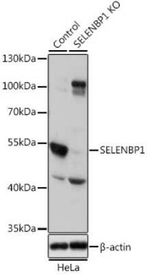 <b>Genetic Strategies Validation. </b>Western Blot: SELENBP1 Antibody [NBP3-03603] - Analysis of extracts from normal (control) and SELENBP1 knockout (KO) HeLa cells, using SELENBP1 antibody at 1:1000 dilution. Secondary antibody: HRP Goat Anti-Rabbit IgG (H+L) at 1:10000 dilution. Lysates/proteins: 25ug per lane. BBlocking buffer: 3% nonfat dry milk in TBST.