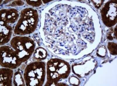 Immunohistochemistry: SELENBP1 Antibody (OTI3H1) - Azide and BSA Free [NBP2-74053] - Analysis of Human Kidney tissue. (Heat-induced epitope retrieval by 10mM citric buffer, pH6.0, 120C for 3min)
