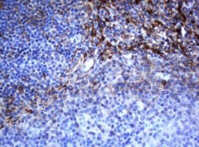 Immunohistochemistry: SELENBP1 Antibody (OTI3H1) - Azide and BSA Free [NBP2-74053] - Analysis of Human tonsil tissue. (Heat-induced epitope retrieval by 10mM citric buffer, pH6.0, 120C for 3min)