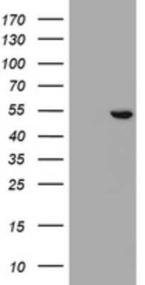 Western Blot SELENBP1 Antibody (OTI3H1) - Azide and BSA Free