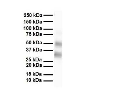 Western Blot: SELENBP1 Antibody [NBP1-54805] - Antibody  Titration: 1 ug/ml Human heart.