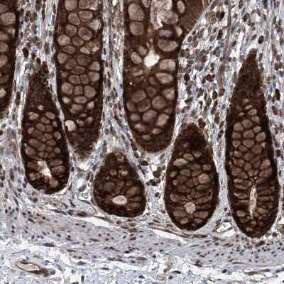 Immunohistochemistry-Paraffin: SELRC1 Antibody [NBP1-87392] - Staining of human rectum shows strong cytoplasmic positivity in glandular cells.