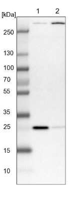 Western Blot SELRC1 Antibody - BSA Free
