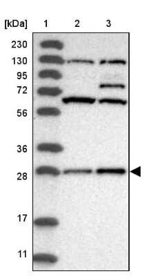 Western Blot SELRC1 Antibody - BSA Free