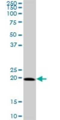 Western Blot: SELS Antibody [H00055829-B02P] - Analysis of SELS expression in A-431.