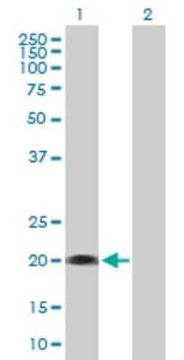 Western Blot: SELS Antibody [H00055829-B02P] - Analysis of SELS expression in transfected 293T cell line by SELS polyclonal antibody.  Lane 1: SELS transfected lysate(20.57 KDa). Lane 2: Non-transfected lysate.