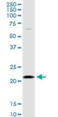 Western Blot: SELS Antibody [H00055829-D01P] - Analysis of SELS expression in HepG2.