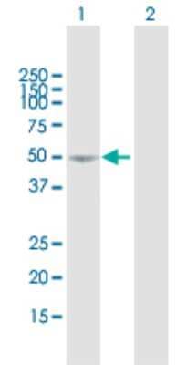 Western Blot: SEMA3D Antibody [H00223117-B01P] - Analysis of SEMA3D expression in transfected 293T cell line by SEMA3D polyclonal antibody.  Lane 1: SEMA3D transfected lysate(45.76 KDa). Lane 2: Non-transfected lysate.