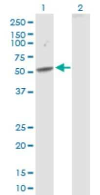 Western Blot: SEMA3D Antibody [H00223117-D01P] - Analysis of SEMA3D expression in transfected 293T cell line by SEMA3D polyclonal antibody.Lane 1: SEMA3D transfected lysate(48.70 KDa).Lane 2: Non-transfected lysate.