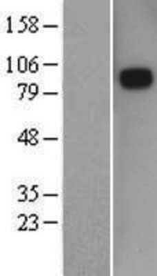 Western Blot: SEMA3D Overexpression Lysate (Adult Normal) [NBP2-05315] Left-Empty vector transfected control cell lysate (HEK293 cell lysate); Right -Over-expression Lysate for SEMA3D.