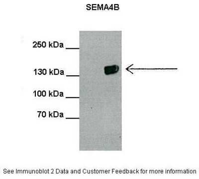 Western Blot: SEMA4B Antibody [NBP1-62242] - MIA-PACA2 cells, concentration 1.6 ug/ml.