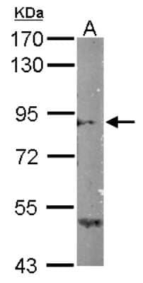 Western Blot Semaphorin 4B Antibody - BSA Free