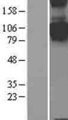 Western Blot Semaphorin 4C Overexpression Lysate