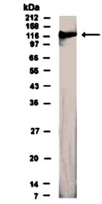 Western Blot: SEMA4D Antibody [NB100-93561] - WB analysis of transfected CHO cells with SEMA4D antibody used at a dilution of 1:500.