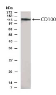 Western Blot: SEMA4D Antibody [NB100-93562] - Analysis of SEMA4D protein in transfected CHO cells using NB100-93562 at  a dilution of 1:500.