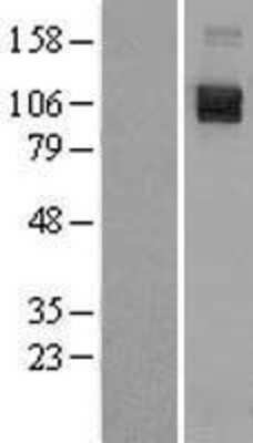 Western Blot Semaphorin 4D/CD100 Overexpression Lysate