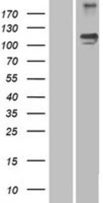 Western Blot Semaphorin 5A Overexpression Lysate
