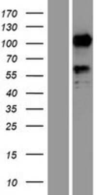 Western Blot: SEMA6D Overexpression Lysate (Adult Normal) [NBP2-05235] Left-Empty vector transfected control cell lysate (HEK293 cell lysate); Right -Over-expression Lysate for SEMA6D.