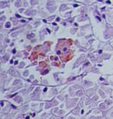 Immunohistochemistry-Paraffin: SENP2 Antibody [NB100-56406] - analysis of SENP2 in human pancreas tissue using SENP2 antibody at 5 ug/ml.