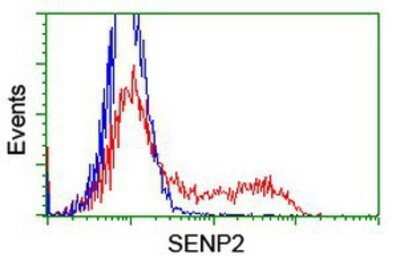 Flow Cytometry: SENP2 Antibody (OTI3D3) - Azide and BSA Free [NBP2-74062] - HEK293T cells transfected with either overexpression plasmid (Red) or empty vector control plasmid (Blue) were immunostaining by anti-SENP2 antibody, and then analyzed by flow cytometry.