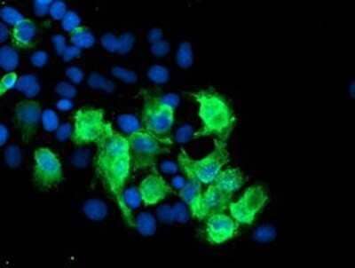 Immunocytochemistry/Immunofluorescence: SENP2 Antibody (OTI3D3) - Azide and BSA Free [NBP2-74062] - Staining of COS7 cells transiently transfected by pCMV6-ENTRY SENP2.