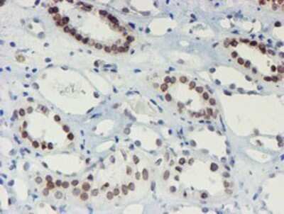 Immunohistochemistry: SENP2 Antibody (OTI3D3) - Azide and BSA Free [NBP2-74062] - Staining of paraffin-embedded Human Kidney tissue using anti-SENP2 mouse monoclonal antibody.