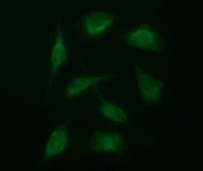 Immunofluorescence: SENP2 Antibody (OTI4B3) [NBP2-45759] - Analysis of HeLa cells.