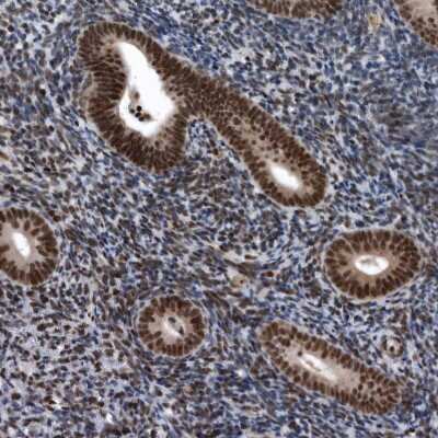 Immunohistochemistry-Paraffin SENP7 Antibody