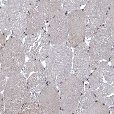 Immunohistochemistry-Paraffin: SENP7 Antibody [NBP1-86394] - Staining of human skeletal muscle shows moderate nuclear positivity in myocytes.