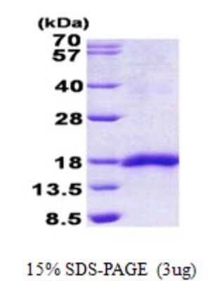 SDS-Page: SEP15 Protein [NBP2-22642]