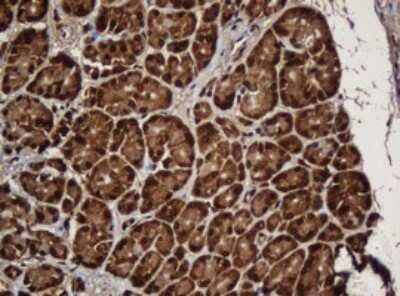 Immunohistochemistry: SERBP1 Antibody (5G2) [NBP2-45763] - Analysis of Human pancreas tissue. (Heat-induced epitope retrieval by 10mM citric buffer, pH6.0, 120C for 3min)