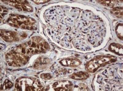 Immunohistochemistry: SERBP1 Antibody (5G2) [NBP2-45763] - Analysis of Human Kidney tissue. (Heat-induced epitope retrieval by 10mM citric buffer, pH6.0, 120C for 3min)