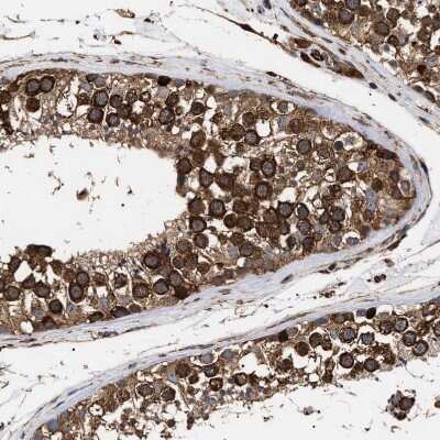 Immunohistochemistry-Paraffin: SERBP1 Antibody [NBP1-85660] - Staining of human testis shows strong cytoplasmic positivity in cells in seminiferous ducts.