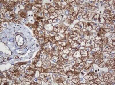 Immunohistochemistry: SERBP1 Antibody (OTI5G2) - Azide and BSA Free [NBP2-74073] - Analysis of Human liver tissue. (Heat-induced epitope retrieval by 10mM citric buffer, pH6.0, 120C for 3min)